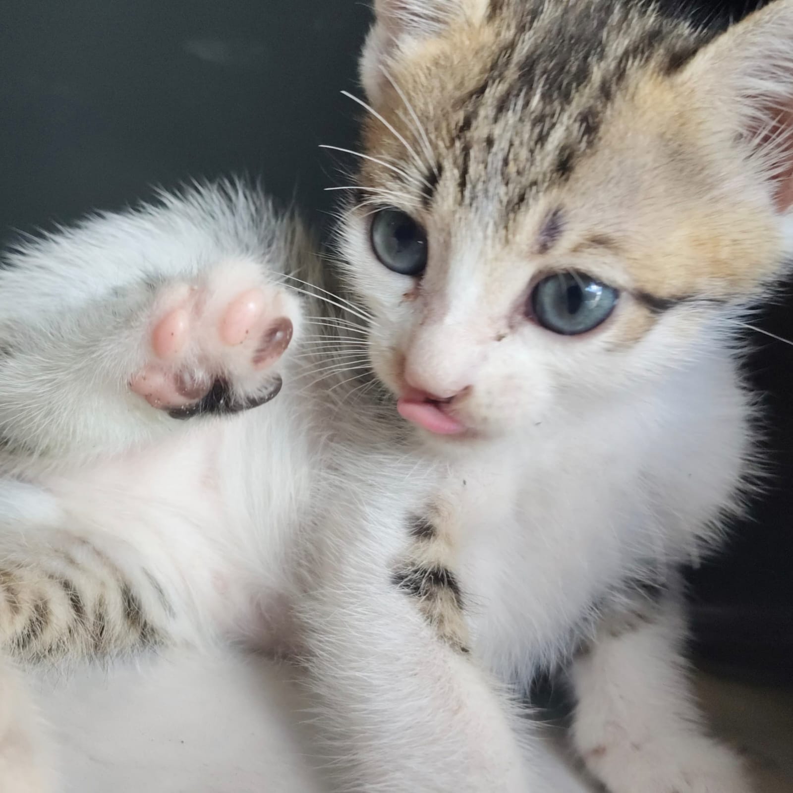 foto random kucing lucu dirumah